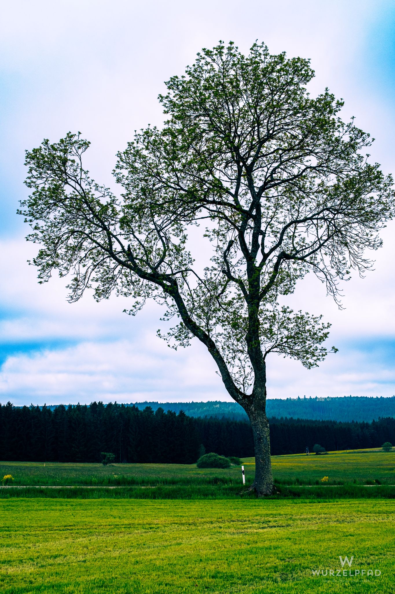 Baum am Straßenrand